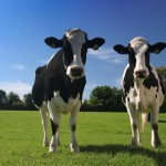 ag mediation cows